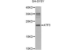 Western blot analysis of extracts of SH-SY5Y cells, using ATF3 antibody (ABIN6290025) at 1:1000 dilution. (ATF3 Antikörper)