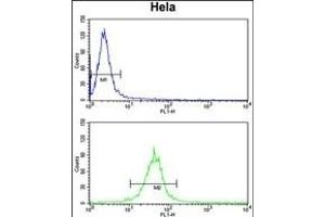 F91A1 Antibody (N-term) (ABIN651217 and ABIN2840136) flow cytometry analysis of Hela cells (bottom histogram) compared to a negative control cell (top histogram). (FAM91A1 Antikörper  (N-Term))