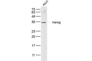 A431 lysates probed with Nanog Polyclonal Antibody, Unconjugated  at 1:300 dilution and 4˚C overnight incubation. (Nanog Antikörper  (AA 101-200))