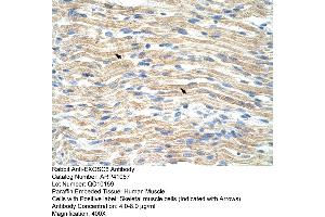 Rabbit Anti-EXOSC6 Antibody  Paraffin Embedded Tissue: Human Muscle Cellular Data: Skeletal muscle cells Antibody Concentration: 4. (EXOSC6 Antikörper  (N-Term))