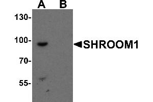 Western Blotting (WB) image for anti-Shroom Family Member 1 (SHROOM1) (C-Term) antibody (ABIN1077406) (SHROOM1 Antikörper  (C-Term))