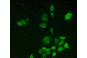 IHC-P analysis of HeLa cells, with FITC staining. (CYP1A2 Antikörper  (AA 192-444))
