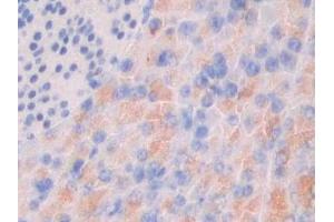 Detection of MUC3 in Human Pancreas Tissue using Polyclonal Antibody to Mucin 3 (MUC3) (MUC3A Antikörper  (AA 2176-2280))