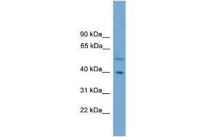 WB Suggested Anti-CLUAP1 Antibody Titration: 0. (CLUAP1 Antikörper  (C-Term))