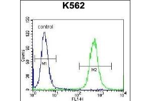 OXA1L Antibody (C-term) (ABIN656775 and ABIN2845994) flow cytometric analysis of K562 cells (right histogram) compared to a negative control cell (left histogram). (OXA1L Antikörper  (C-Term))