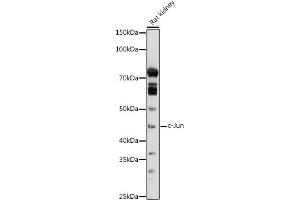 Western blot analysis of extracts of Rat kidney, using c-Jun antibody (ABIN6131074, ABIN6142670, ABIN6142671 and ABIN6215187) at 1:1000 dilution. (C-JUN Antikörper  (AA 1-70))