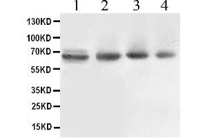 Western blot analysis of ABCB10 expression in rat cardiac muscle extract ( Lane 1), COLO320 whole cell lysates ( Lane 2), 22RV1 whole cell lysates ( Lane 3) and PANC whole cell lysates ( Lane 4). (ABCB10 Antikörper  (C-Term))