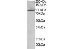 Image no. 2 for anti-TAO Kinase 3 (TAOK3) (Internal Region) antibody (ABIN374459) (TAO Kinase 3 Antikörper  (Internal Region))