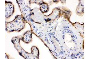 Anti- EDNRB Picoband antibody, IHC(P) IHC(P): Human Placenta Tissue (EDNRB Antikörper  (C-Term))