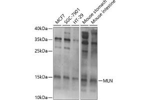 Western blot analysis of extracts of various cell lines, using MLN Antibody (ABIN6128307, ABIN6143890, ABIN6143891 and ABIN6222013) at 1:1000 dilution. (Motilin Antikörper  (AA 26-115))