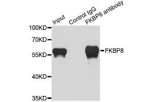 Immunoprecipitation analysis of 200ug extracts of HeLa cells using 1ug FKBP8 antibody. (FKBP8 Antikörper  (AA 60-270))