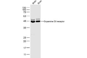 DRD3 Antikörper  (AA 352-446)