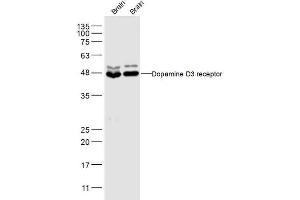 DRD3 antibody  (AA 352-446)