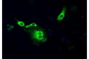 Image no. 6 for anti-P450 (Cytochrome) Oxidoreductase (POR) antibody (ABIN1497743) (POR Antikörper)