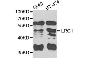 Western blot analysis of extracts of A549 and BT474 cells, using LRG1 antibody.