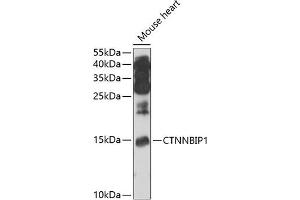Western blot analysis of extracts of mouse heart, using CTNNBIP1 antibody (ABIN6133483, ABIN6139210, ABIN6139211 and ABIN6222937) at 1:1000 dilution. (CTNNBIP1 Antikörper  (AA 1-81))