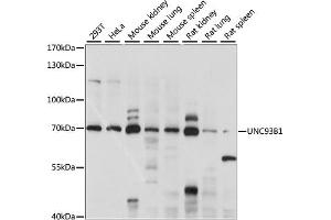 Western blot analysis of extracts of various cell lines, using UNC93B1 antibody (ABIN7271223) at 1:1000 dilution. (UNC93B1 Antikörper  (AA 450-550))
