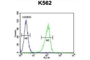 CRFR1 Antibody (Q103) flow cytometric analysis of K562 cells (right histogram) compared to a negative control cell (left histogram). (CRHR1 Antikörper  (AA 95-128))