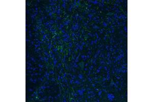 Immunofluorescent staining of mouse spinal cord with HTR3E polyclonal antibody . (HTR3E Antikörper  (AA 345-394))