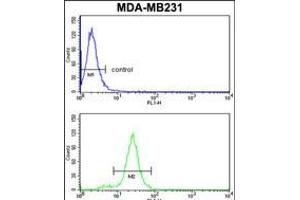 Flow cytometry analysis of MDA-MB231 cells (bottom histogram) compared to a negative control cell (top histogram). (SERPINA3 Antikörper  (C-Term))