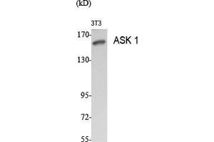 Western Blot (WB) analysis of specific cells using ASK 1 Polyclonal Antibody. (ASK1 Antikörper  (Ser9))