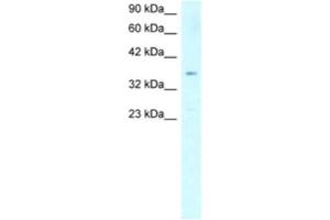Western Blotting (WB) image for anti-Stearoyl-CoA Desaturase (Delta-9-Desaturase) (SCD) antibody (ABIN2460578) (SCD Antikörper)