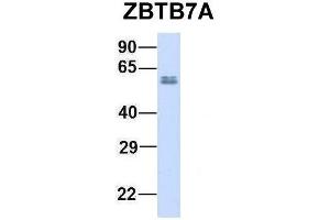 Host:  Rabbit  Target Name:  ZBTB7A  Sample Type:  Human Adult Placenta  Antibody Dilution:  1. (ZBTB7A Antikörper  (N-Term))
