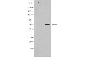 Western blot analysis of extracts of mouse heart, using HCRTR2 antibody. (HCRTR2 Antikörper  (N-Term))