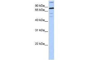 ZNF700 antibody used at 0. (ZNF700 Antikörper  (C-Term))