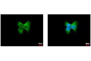 ICC/IF Image ERp57 antibody [C3], C-term detects PDIA3 protein at cytoplasm by immunofluorescent analysis. (PDIA3 Antikörper  (C-Term))