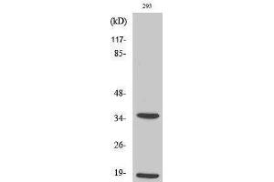 Western Blotting (WB) image for anti-Caspase 6 p18 (Asp179), (cleaved) antibody (ABIN3181764) (Caspase 6 p18 (Asp179), (cleaved) Antikörper)