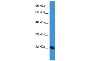 Western Blot showing DUX3 antibody used at a concentration of 1. (DUX3 Antikörper  (N-Term))