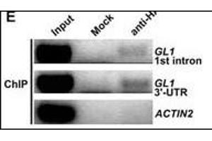 ChIP was performed with 35S:HATCL1 plants using anti-HA antibodies. (HA-Tag Antikörper)