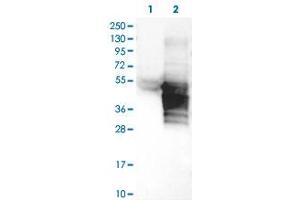 Western Blot (Cell lysate) analysis of (1) Negative control (vector only transfected HEK293T lysate), and (2) Over-expression lysate (Co-expressed with a C-terminal myc-DDK tag (~3. (RHOXF2 Antikörper)