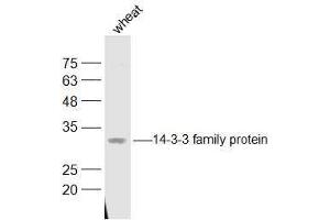 Wheat lysates probed with 14-3-3 family protein Polyclonal Antibody, Unconjugated  at 1:500 dilution and 4˚C overnight incubation. (LOC543565 Antikörper  (AA 151-261))