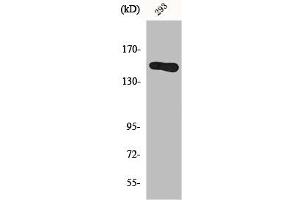 Western Blot analysis of 293 cells using GAK Polyclonal Antibody (GAK Antikörper  (N-Term))