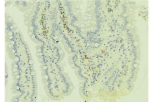 ABIN6279081 at 1/100 staining Mouse colon tissue by IHC-P. (ADAMDEC1 Antikörper  (C-Term))