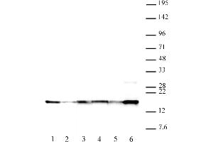 Histone H2A. (H2AFX Antikörper  (pTyr142))
