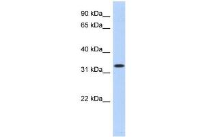 WB Suggested Anti-MPPED2 Antibody Titration:  0. (MPPED2 Antikörper  (N-Term))