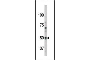 GPR37 Antikörper  (N-Term)