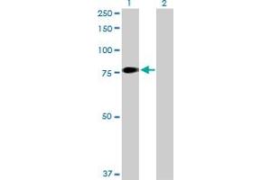 Western Blot analysis of F11 expression in transfected 293T cell line by F11 MaxPab polyclonal antibody. (Factor XI Antikörper  (AA 1-625))