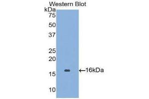 Western Blotting (WB) image for anti-Angiopoietin 2 (ANGPT2) (AA 1-123) antibody (ABIN3209765) (Angiopoietin 2 Antikörper  (AA 1-123))