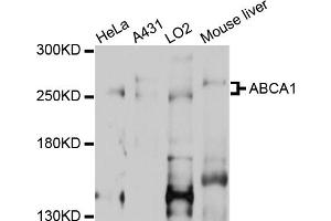 Western blot analysis of extracts of various cell lines, using ABCA1 antibody (ABIN2559750) at 1:1000 dilution. (ABCA1 Antikörper)