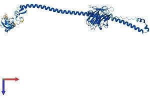 TRIM21 Protein (AA 1-470) (His tag)