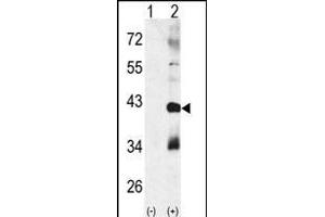 Western blot analysis of CTDSP1 (arrow) using rabbit polyclonal p38 beta Antibody (Center) (ABIN391731 and ABIN2837973). (MAPK11 Antikörper  (AA 133-161))