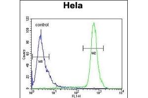 HS3ST2 Antibody (C-term) (ABIN653466 and ABIN2842892) flow cytometric analysis of Hela cells (right histogram) compared to a negative control cell (left histogram). (HS3ST2 Antikörper  (C-Term))
