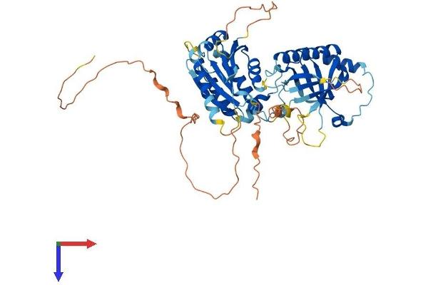 Meiosis 1 Associated Protein (M1AP) (AA 1-530) protein (His tag)