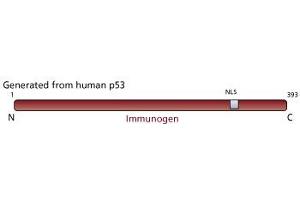 Image no. 1 for anti-Tumor Protein P53 (TP53) antibody (ABIN967457) (p53 Antikörper)