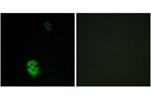 Immunofluorescence (IF) image for anti-Olfactory Receptor, Family 4, Subfamily K, Member 17 (OR4K17) (AA 263-312) antibody (ABIN2891012) (OR4K17 Antikörper  (AA 263-312))