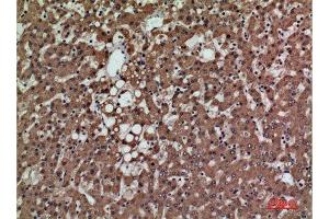 Immunohistochemistry (IHC) analysis of paraffin-embedded Human Liver, antibody was diluted at 1:100. (PSG1 Antikörper  (Internal Region))